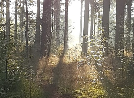 Bospad in het bos bij Buitenomm